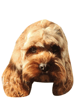 fotakophotography camera photographer photoshoot henry Sticker