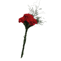 Bonn Fastelovend Sticker by BSTC