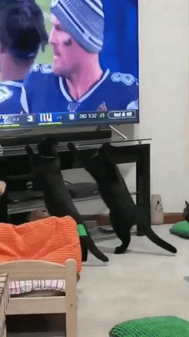 Football Nfl GIF by Storyful