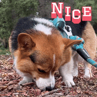 Corgi Milo GIF