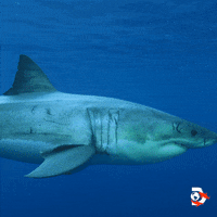 Ocean Hello GIF by Shark Week