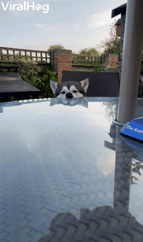 Relaxed Husky Rests Nose Against Table
