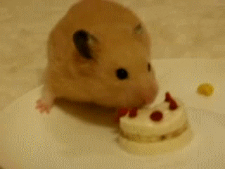 cake carrot GIF by Cheezburger