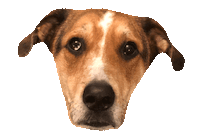 dog forpawsatl Sticker by beangoods
