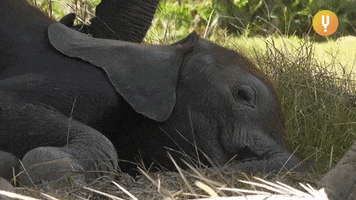 Tired Elephant GIF by CuriosityStream