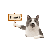 kumaokamako cat ねこ 保護猫 kumao Sticker