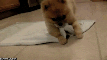 dog rolling over GIF