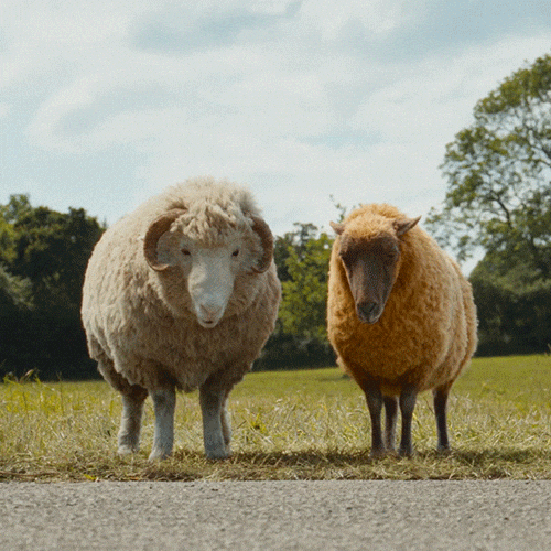 Schafe GIF by Sony Pictures Germany
