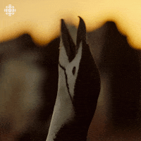 planet earth lol GIF by CBC