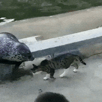 sea lion cat GIF