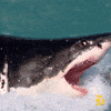 Slow Motion Sharks GIF by Shark Week