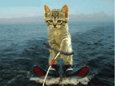 water-skiing funny cat GIF