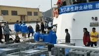Seal Pups Rescued From Chinese Traffickers Released Back to Sea