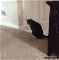 itchy GIF