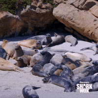 Monster Biting GIF by Shark Week