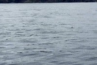 Mako Shark GIF by OctoNation® The Largest Octopus Fan Club!