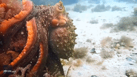 Australian Octopus Demonstrates Camouflage Ability