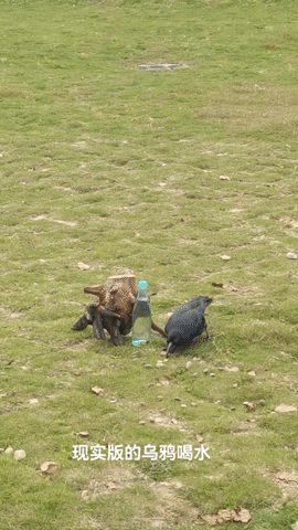 cuteanimalland giphyupload GIF