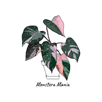 Plant Sticker by Monstera Mania