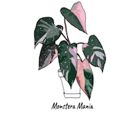 Plant Sticker by Monstera Mania