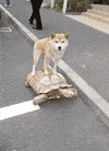 Shiba Inu Pets GIF