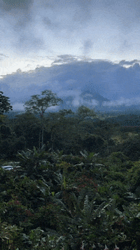arnellelozada environment tropical landscape wildlife GIF