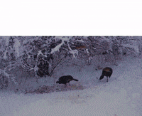 GIF by Rutland Area Food Co-op