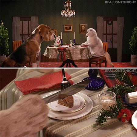 tonight show cat GIF by The Tonight Show Starring Jimmy Fallon