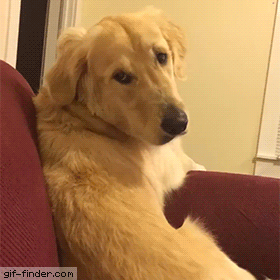 crush sits GIF