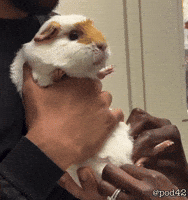 Shocked Guinea Pig GIF