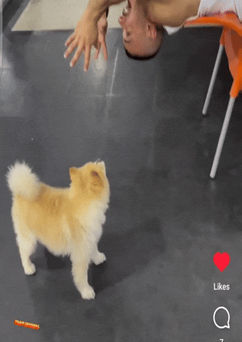 GIF by ZShredz