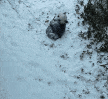 Snow Rolling GIF