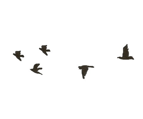 NorthCountryBwy giphyupload broadway bob dylan girl from the north country Sticker