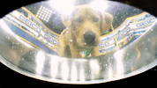 GIF by Puppy Bowl