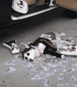 swagrman giphygifmaker money swaggy wolfdog GIF