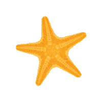 panhandlegetaways starfish pcb phg panhandle Sticker