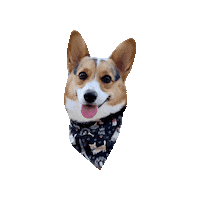 Corgi Sticker by Geekster Pets