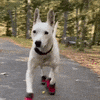 mistermainer dog pets cutedog cutedogs GIF
