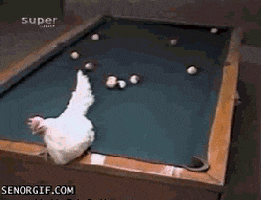 pool chicken GIF by Cheezburger