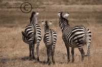 zebra GIF