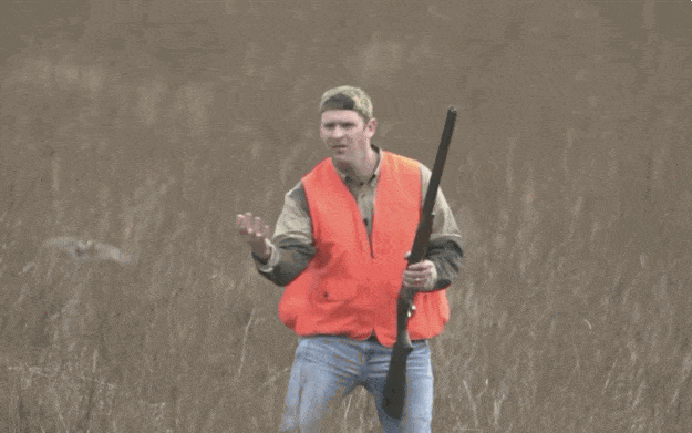 birds hunting GIF