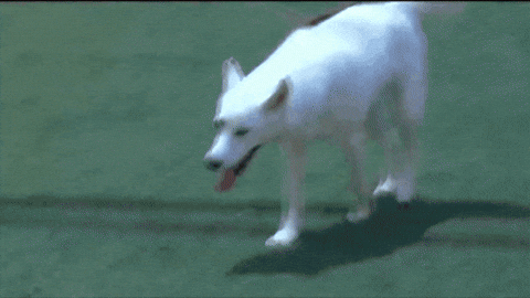 spencernews giphygifmaker pets loki adopt GIF