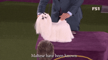 Maltese, One Of The Older Breeds