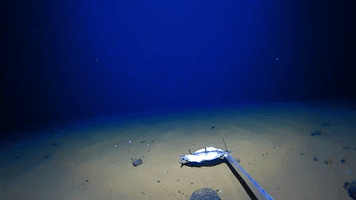 Deep-Sea Dive Yields Unusual Catch for Australian Researchers