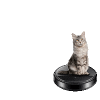 Cat Sticker by Samsung Ukraine