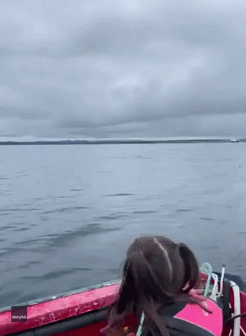 Boater Almost Touches Orca's Fin During Up-Close Encounter Off Quebec Coast