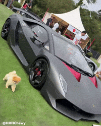 Pomeranian Kroshka GIF