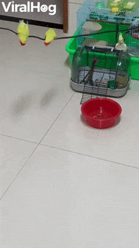 Birds Create Swing With Electrical Cord GIF by ViralHog