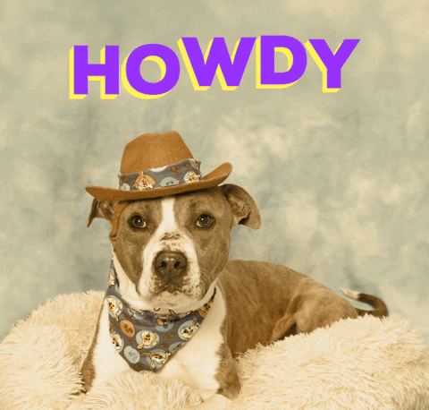 Adopt Conway Twitty GIF by Nebraska Humane Society