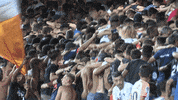 MHSC fans montpellier mhsc GIF